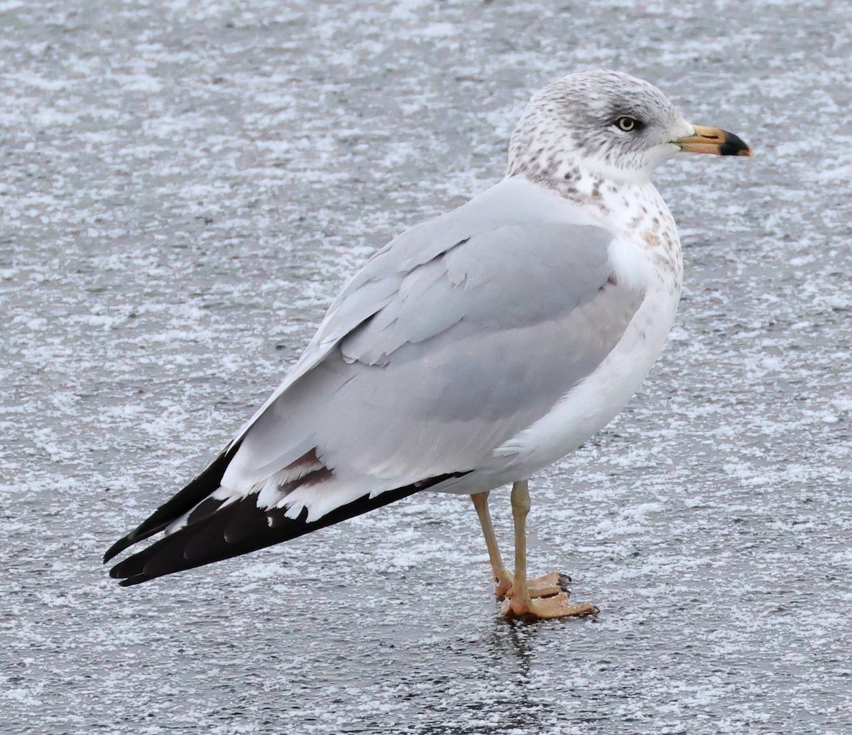 Ring-billed Gull - ML646206639