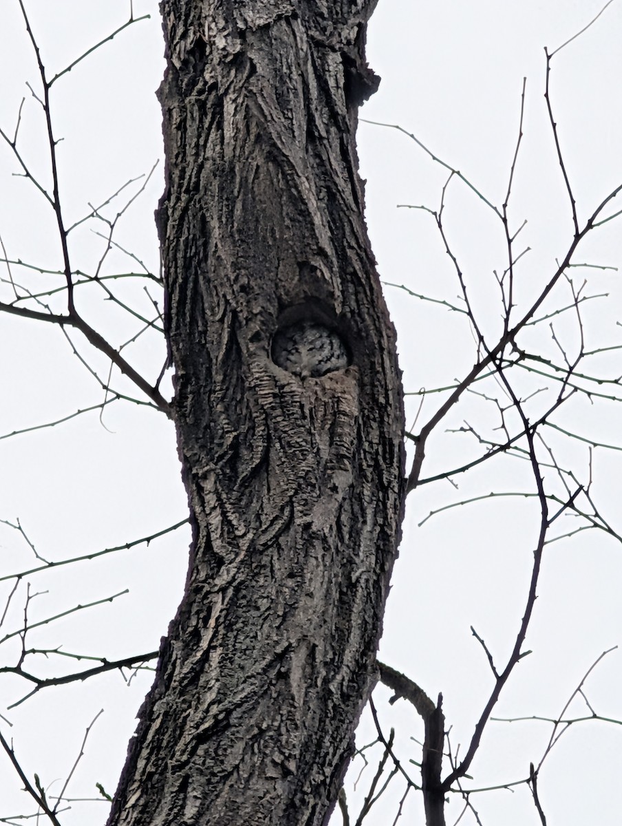 Eastern Screech-Owl - ML646206640