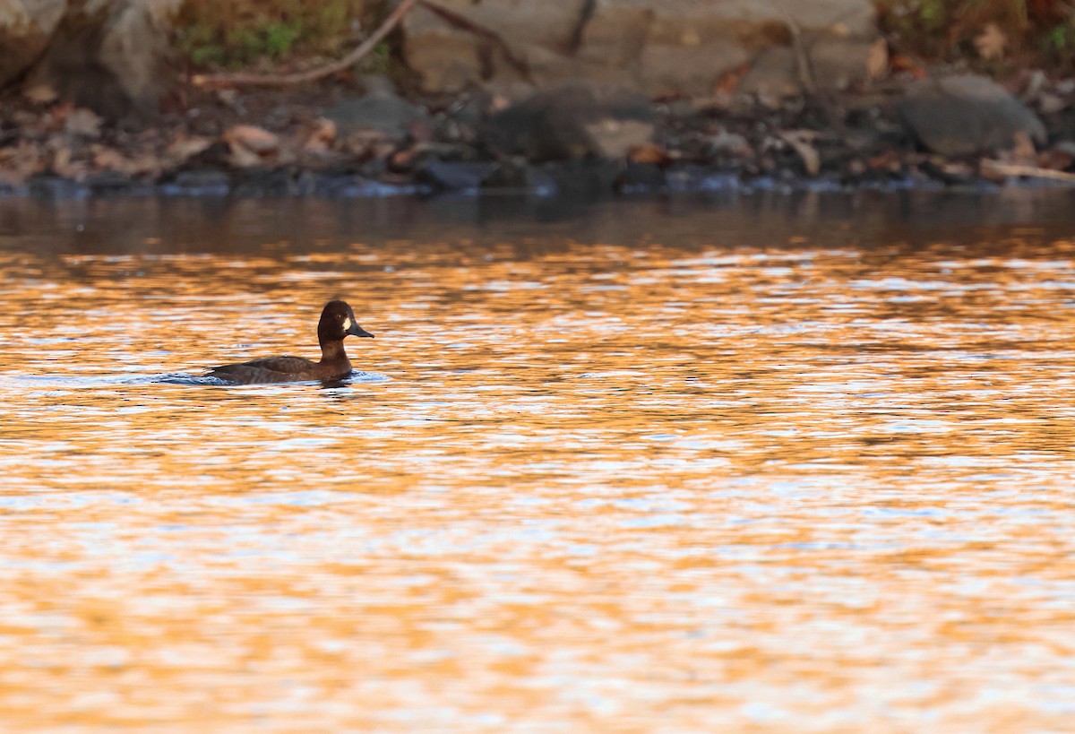Lesser Scaup - ML646206643