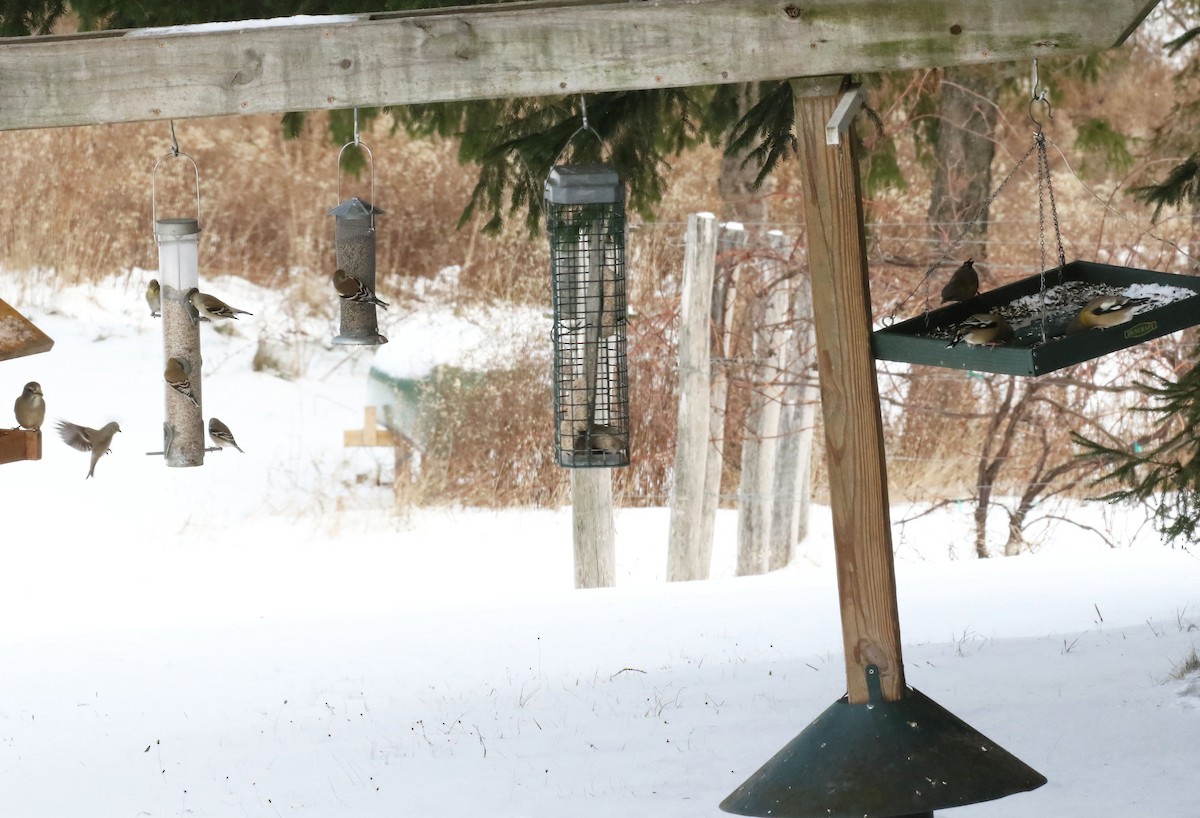 Evening Grosbeak - ML646206644