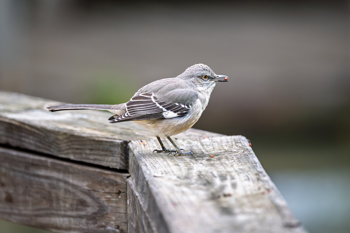 Northern Mockingbird - ML646206647