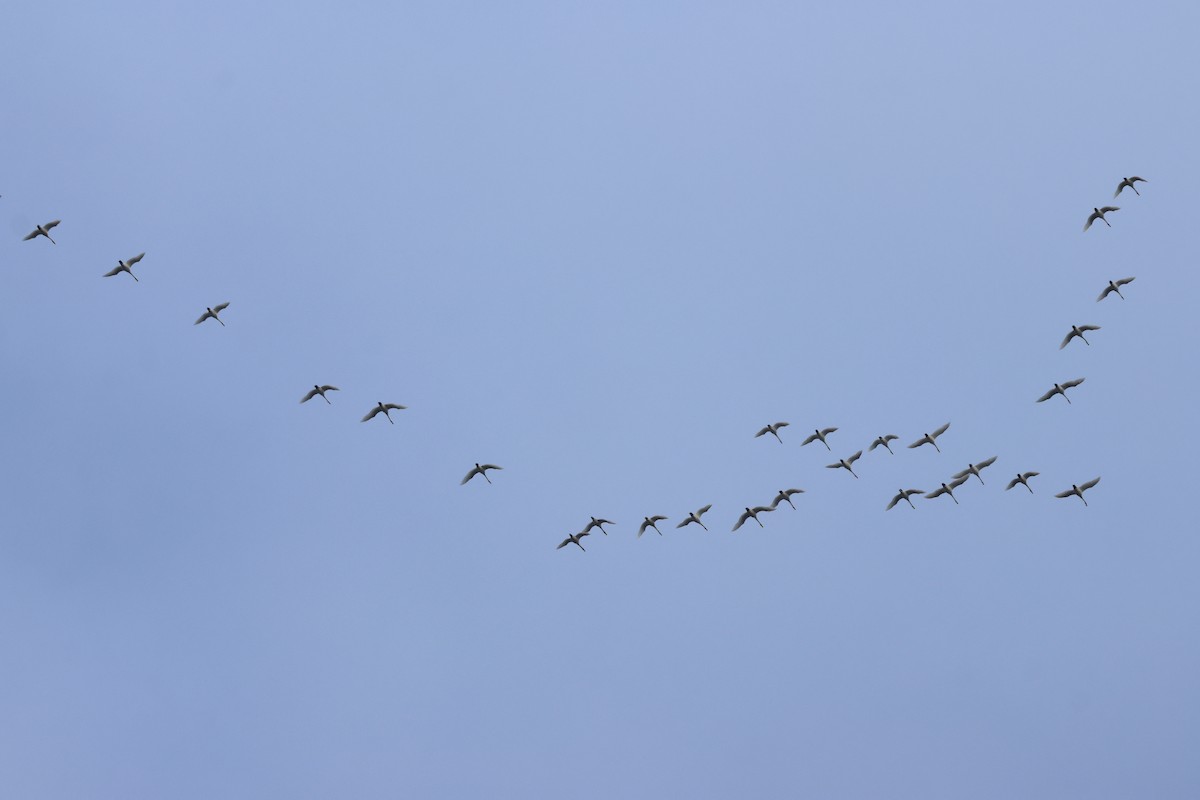 Tundra Swan - ML646206651