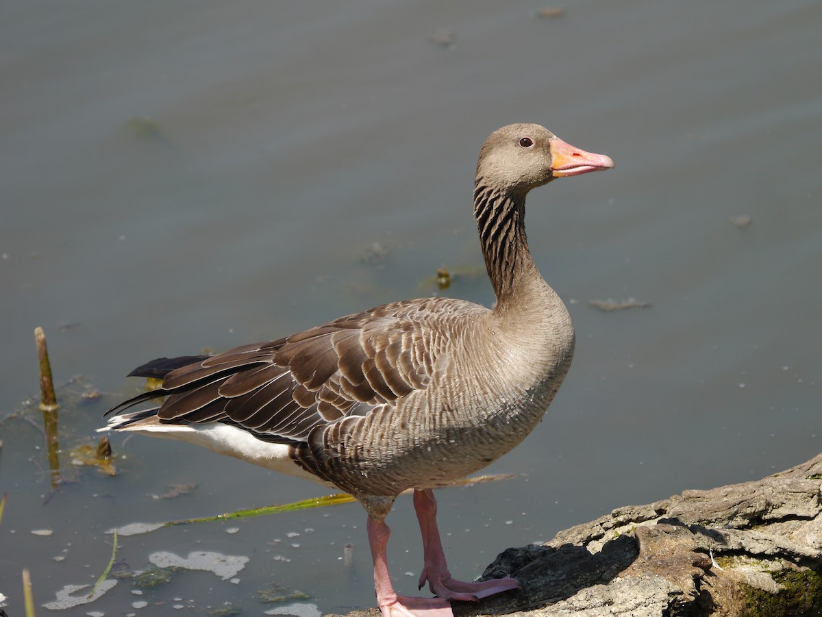 husa velká - ML646206655