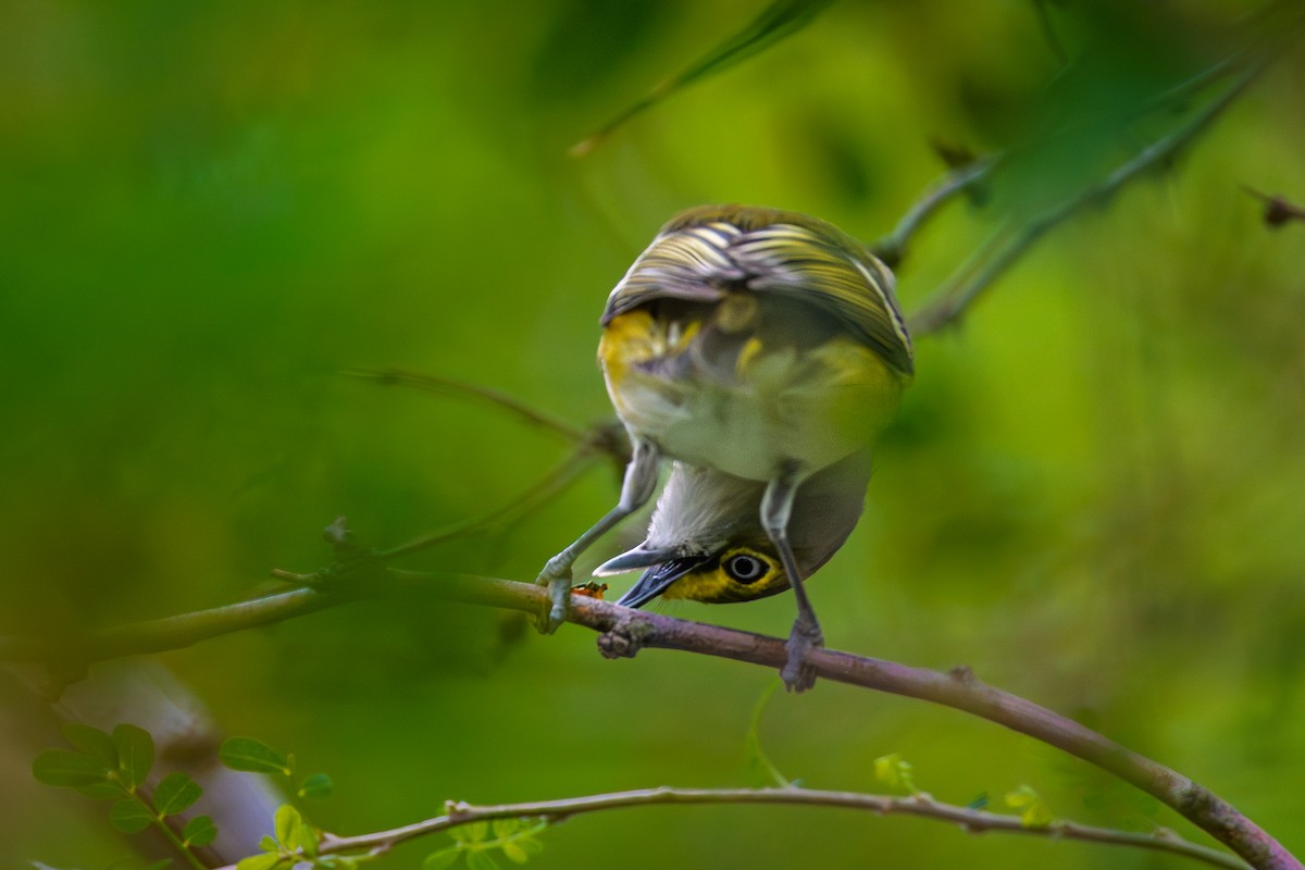 White-eyed Vireo - ML646206660