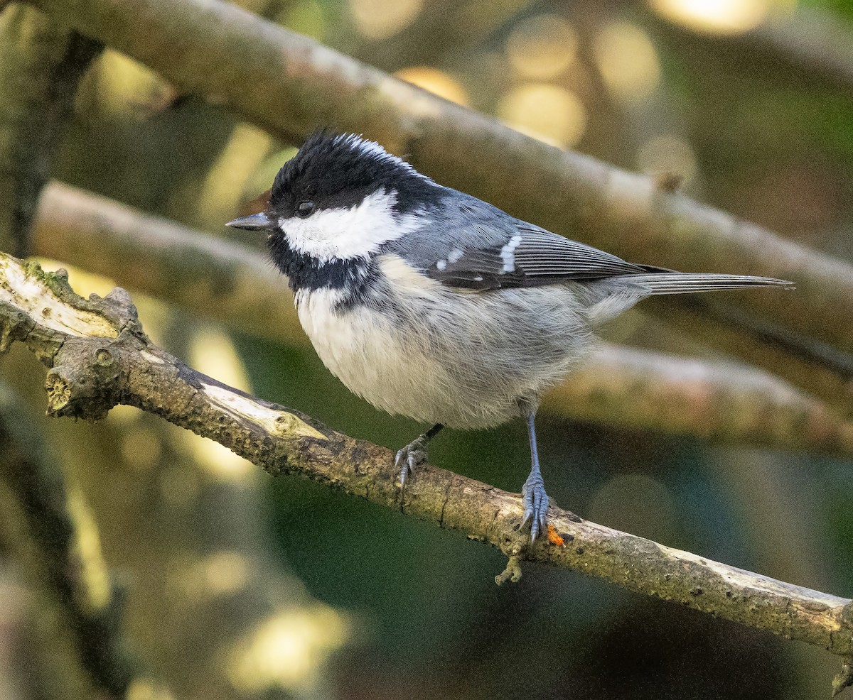 Coal Tit - ML646206670
