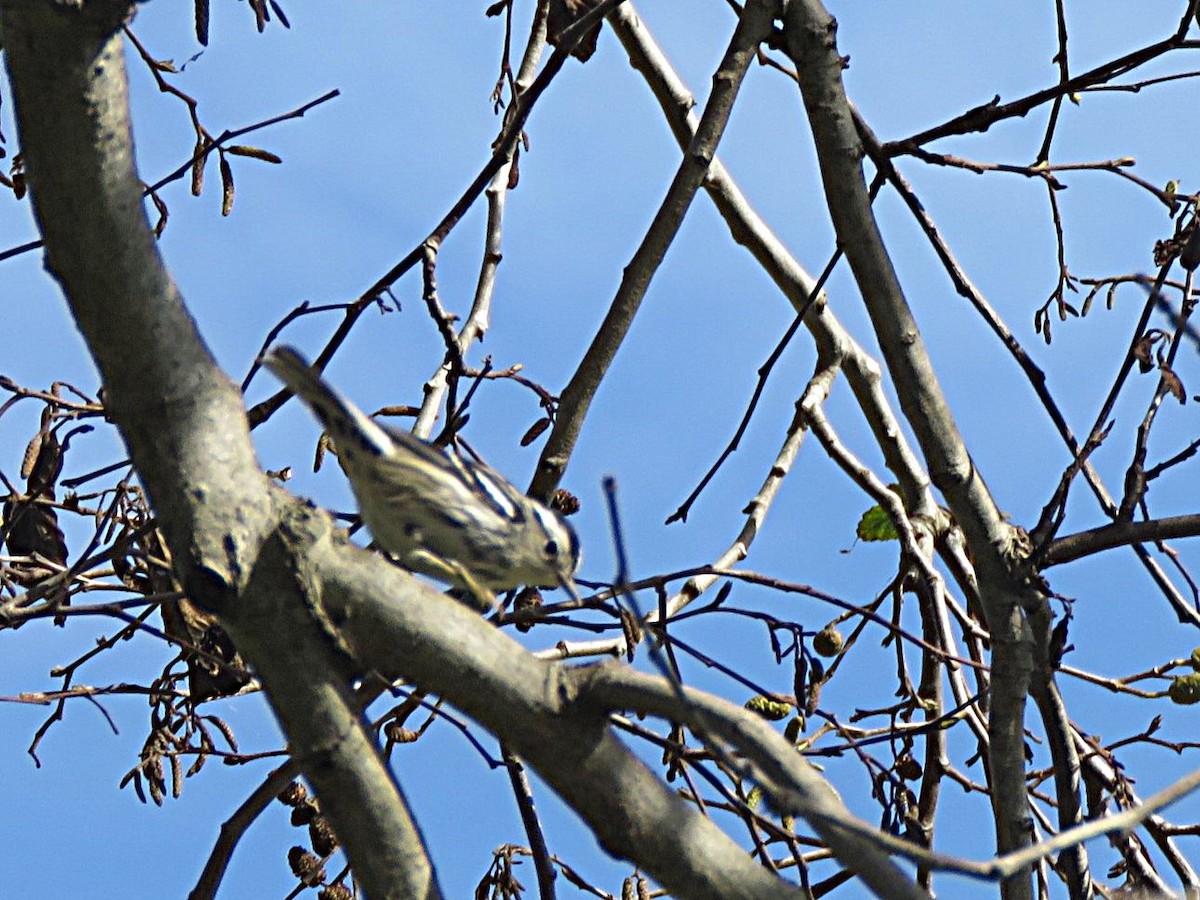 Black-and-white Warbler - ML646206676