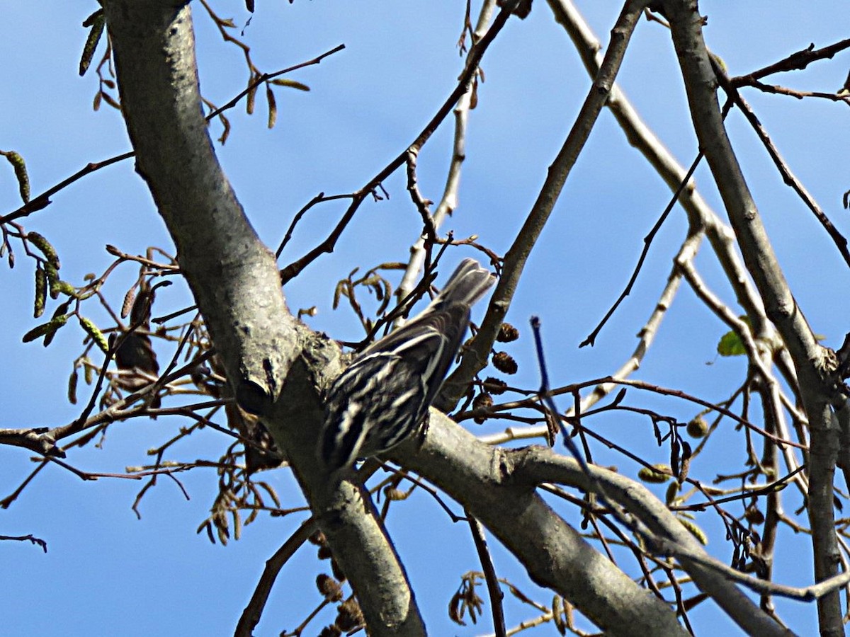 Black-and-white Warbler - ML646206677