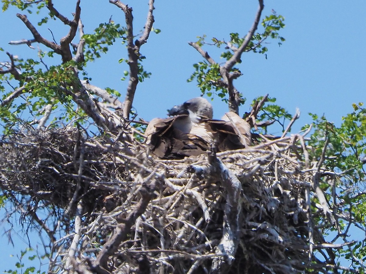 White-backed Vulture - ML646206678