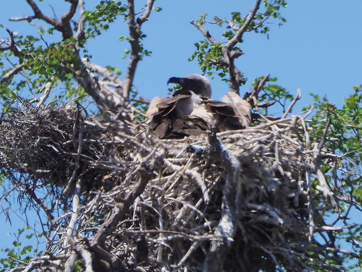 White-backed Vulture - ML646206679