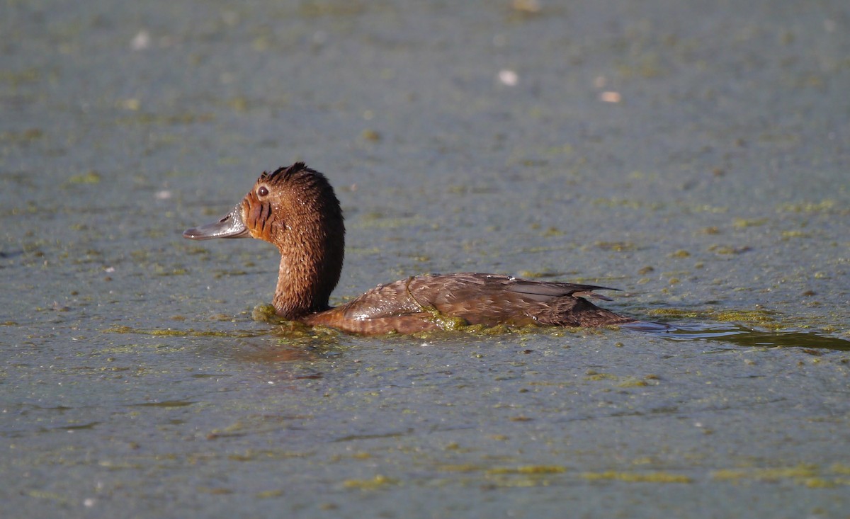 Common Pochard - ML646206687