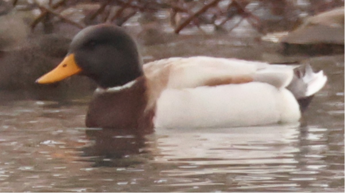 Mallard (Domestic type) - ML646206712