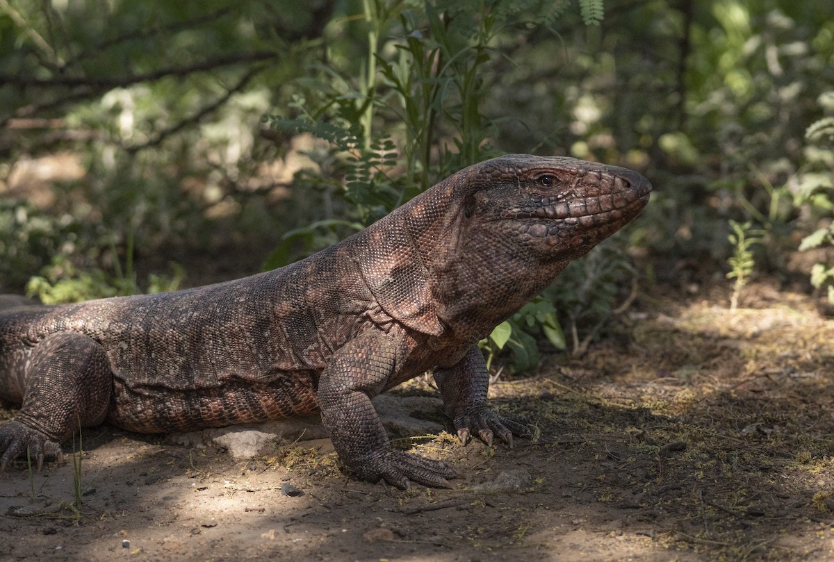 Red Tegu - ML646206714