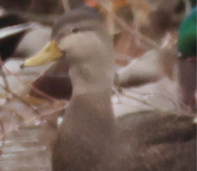 Ahate iluna - ML646206731