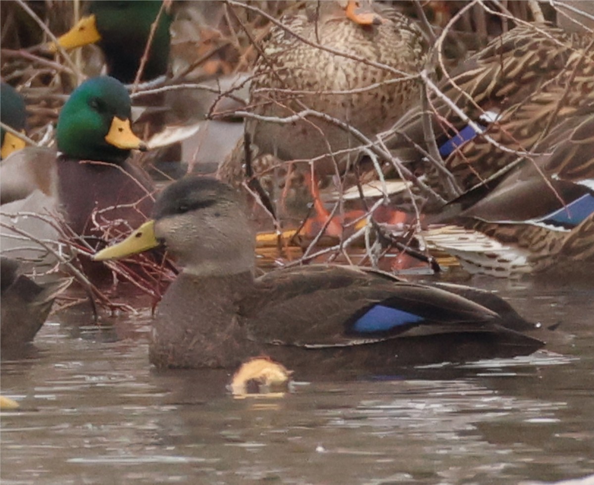 Ahate iluna - ML646206732