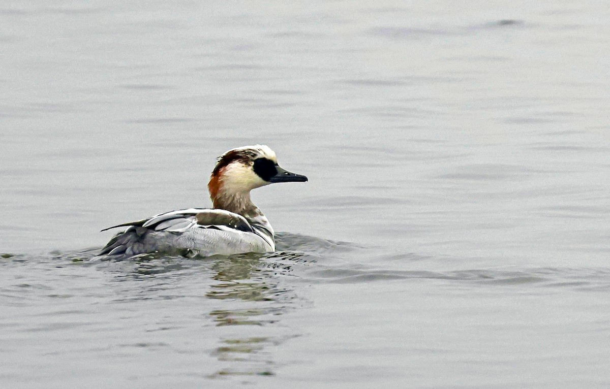מרגון גמדי - ML646206747
