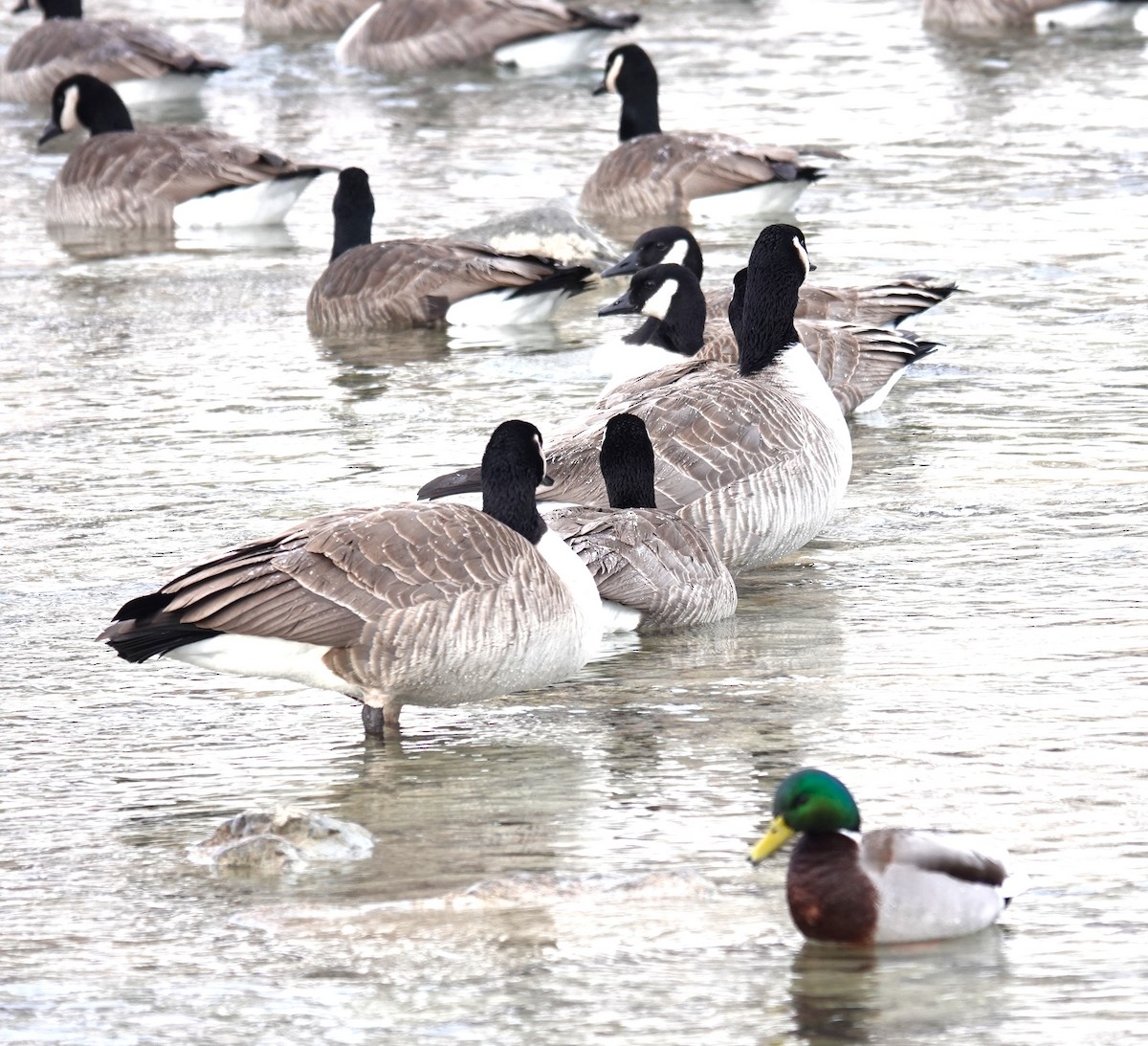 Canada Goose - ML646206748