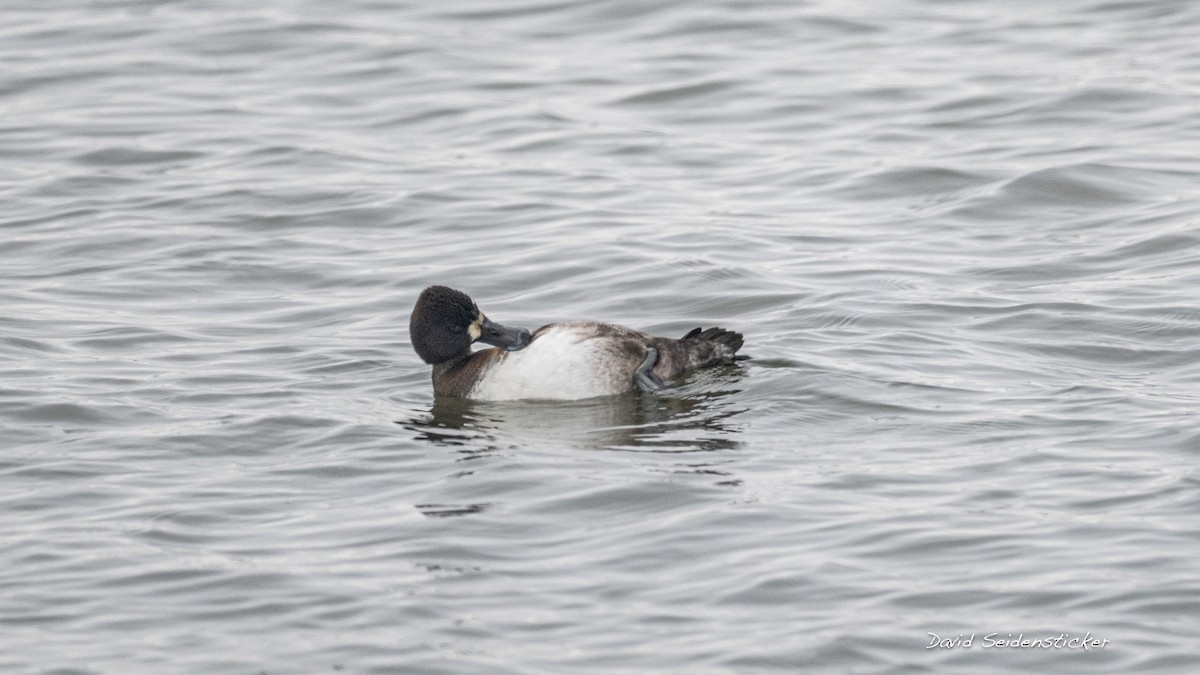 コスズガモ - ML646206754