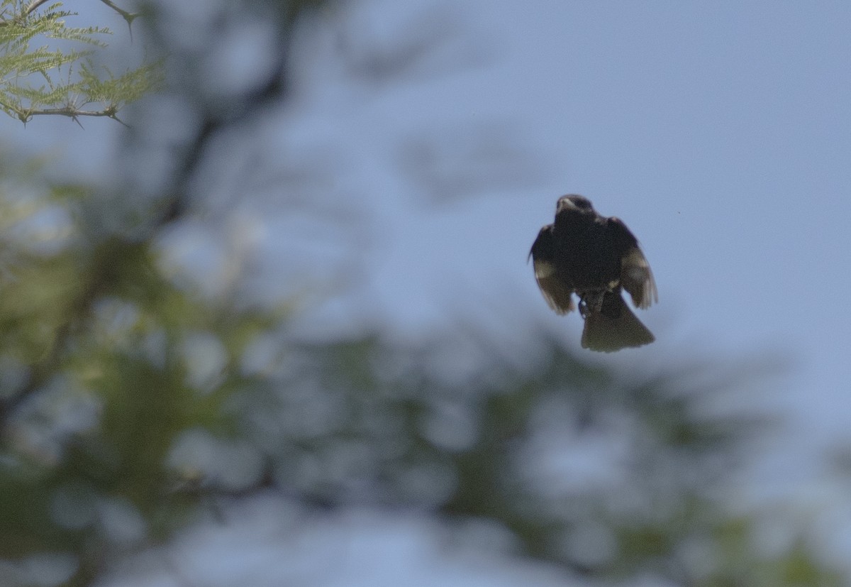 ハドソンクロタイランチョウ - ML646206756