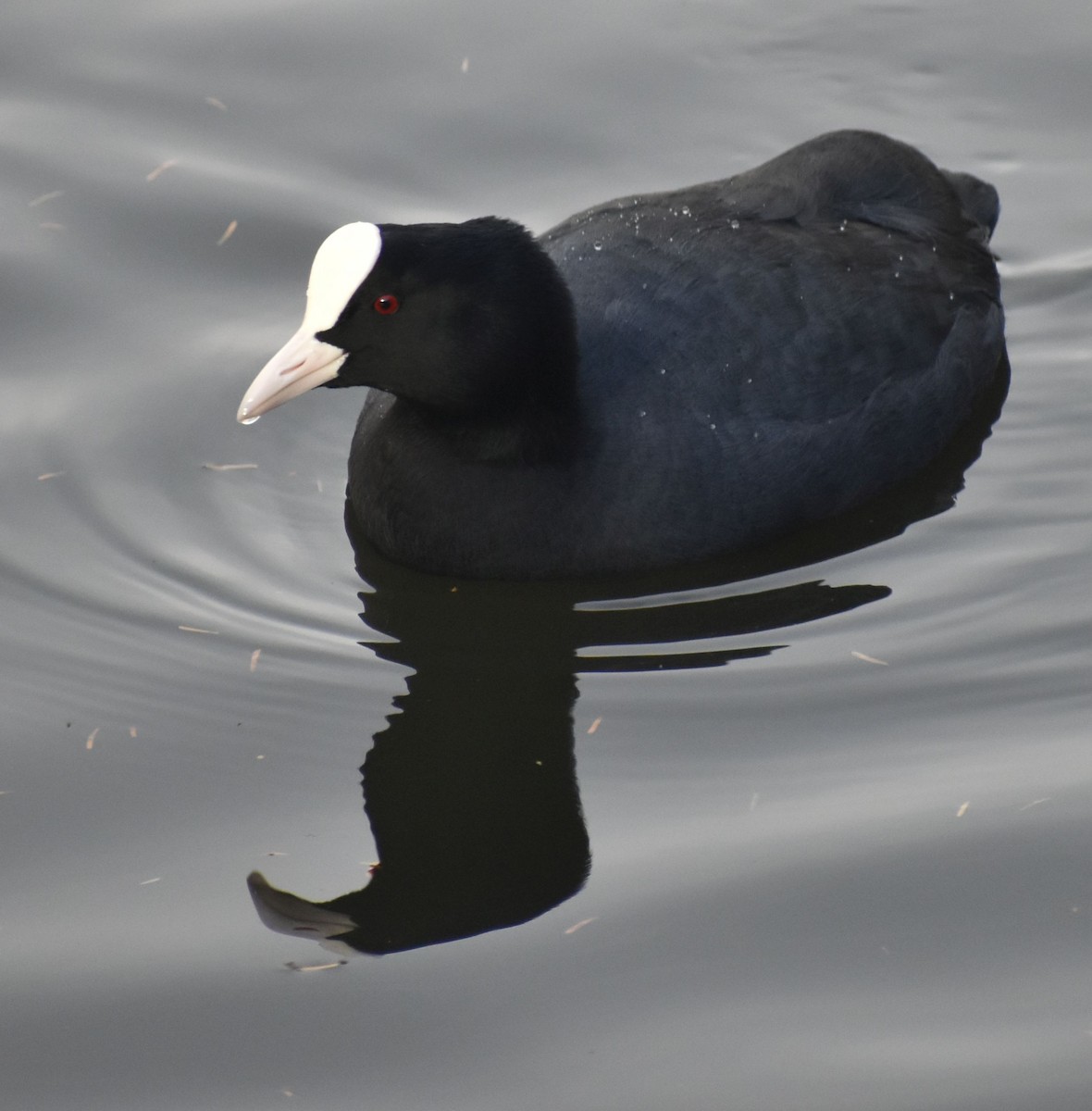 オオバン - ML646206759