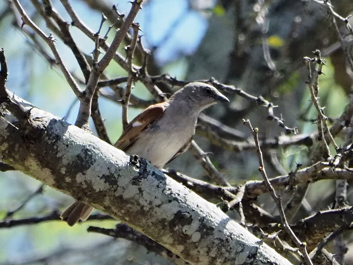 ミナミハイガシラスズメ - ML646206761