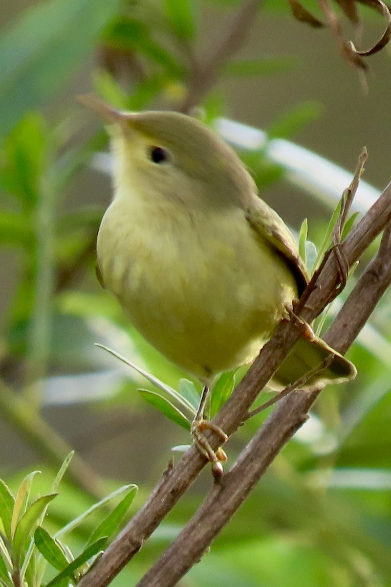 サメズアカアメリカムシクイ - ML646206762