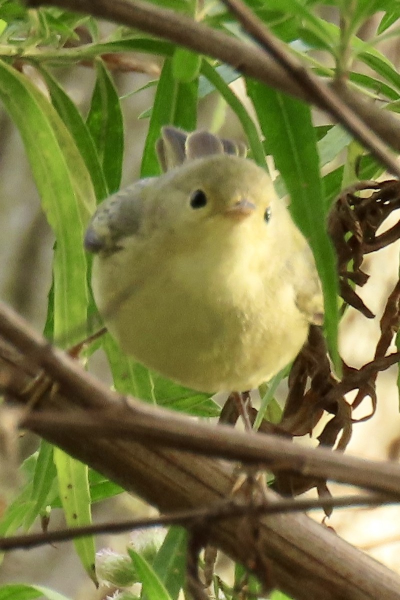 サメズアカアメリカムシクイ - ML646206763