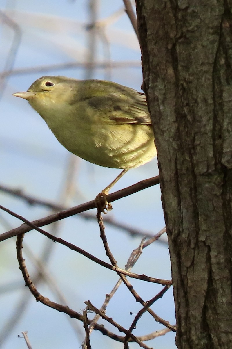 サメズアカアメリカムシクイ - ML646206764