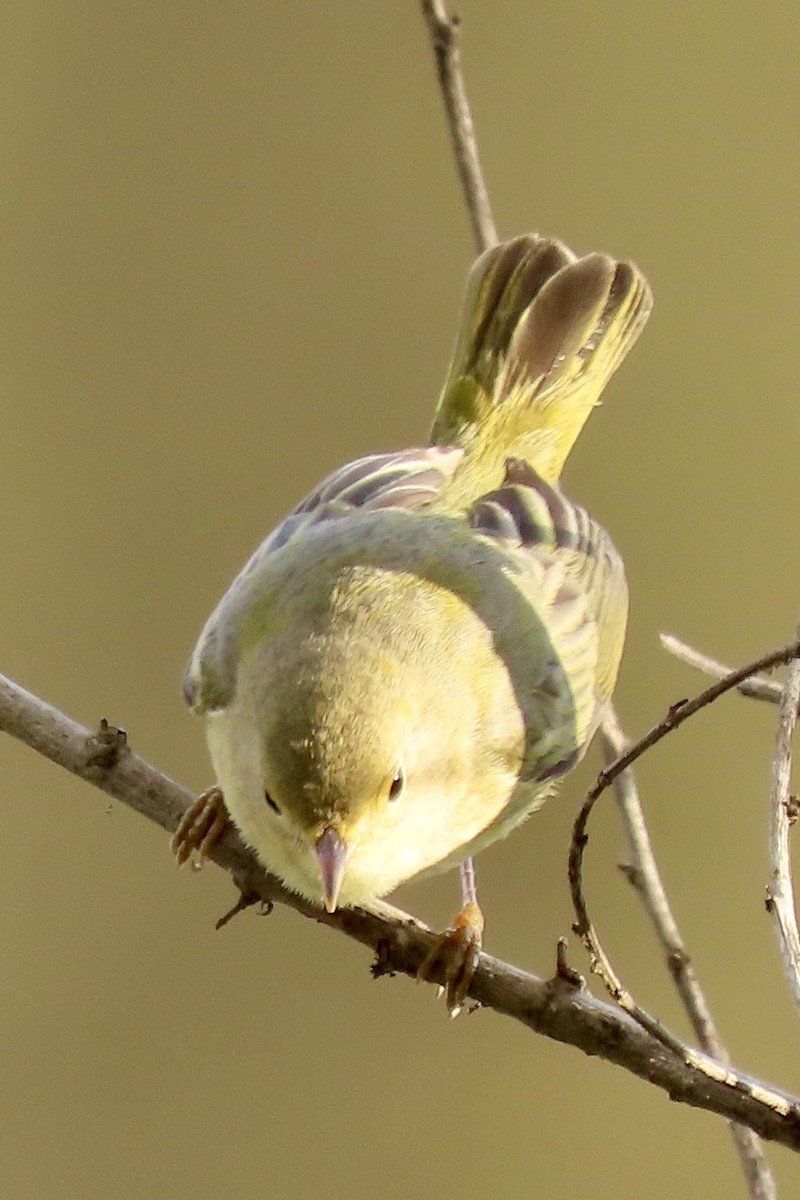 サメズアカアメリカムシクイ - ML646206765