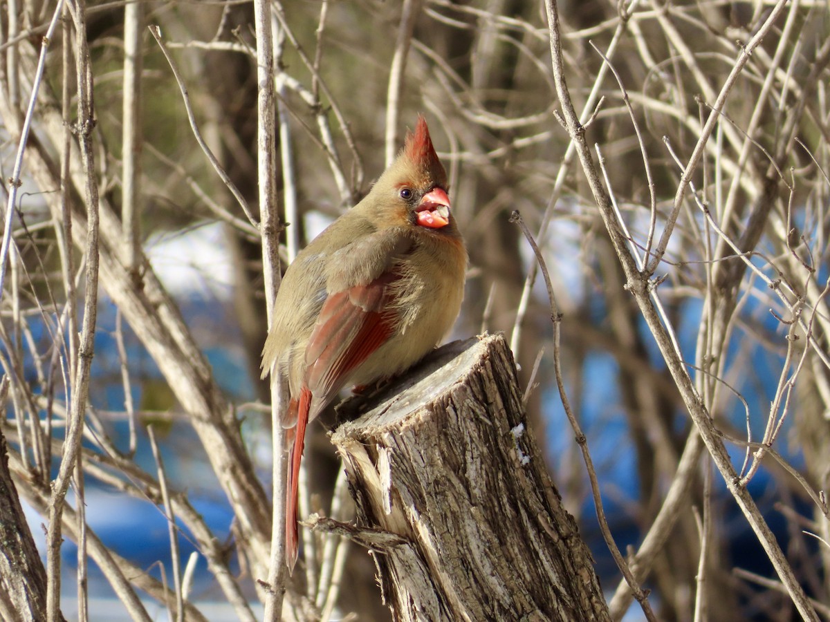 ショウジョウコウカンチョウ - ML646206766