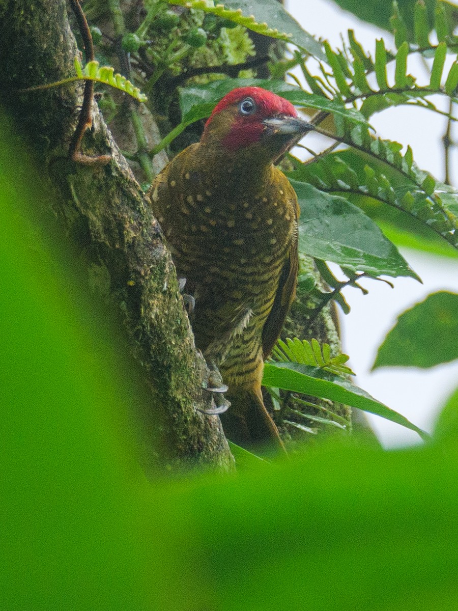 パナマノドジロモリゲラ - ML646206768