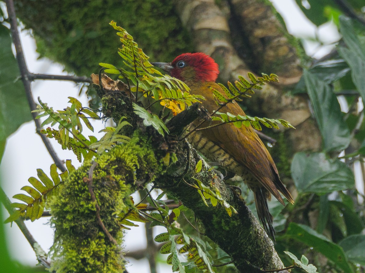 パナマノドジロモリゲラ - ML646206770