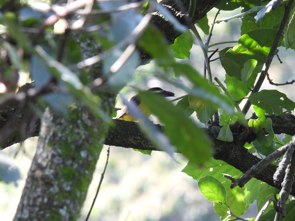 オオハシタイランチョウ - ML646206771