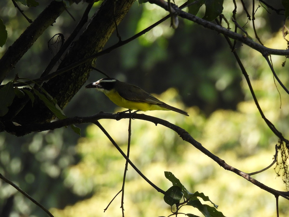 オオハシタイランチョウ - ML646206772