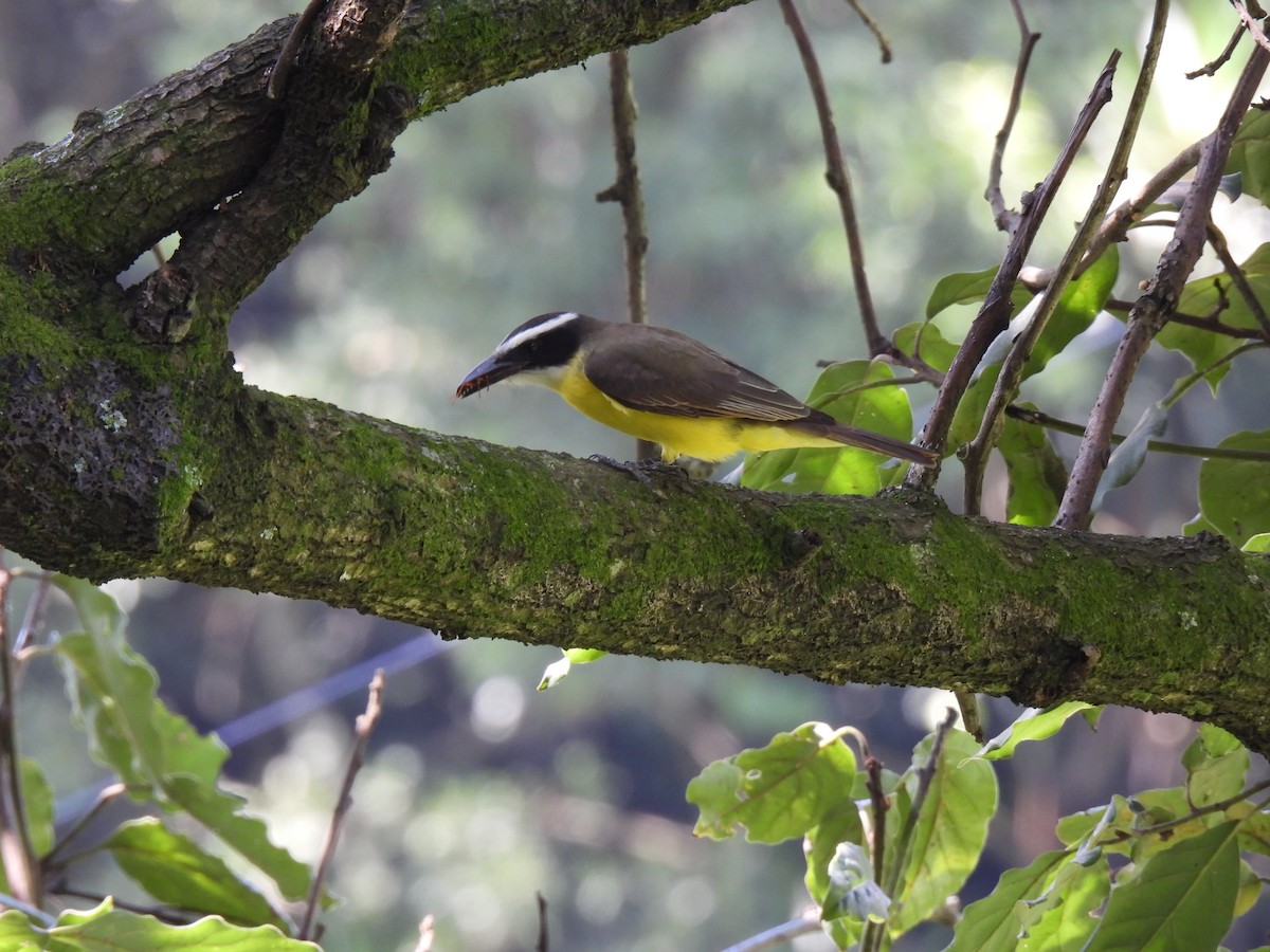 オオハシタイランチョウ - ML646206773