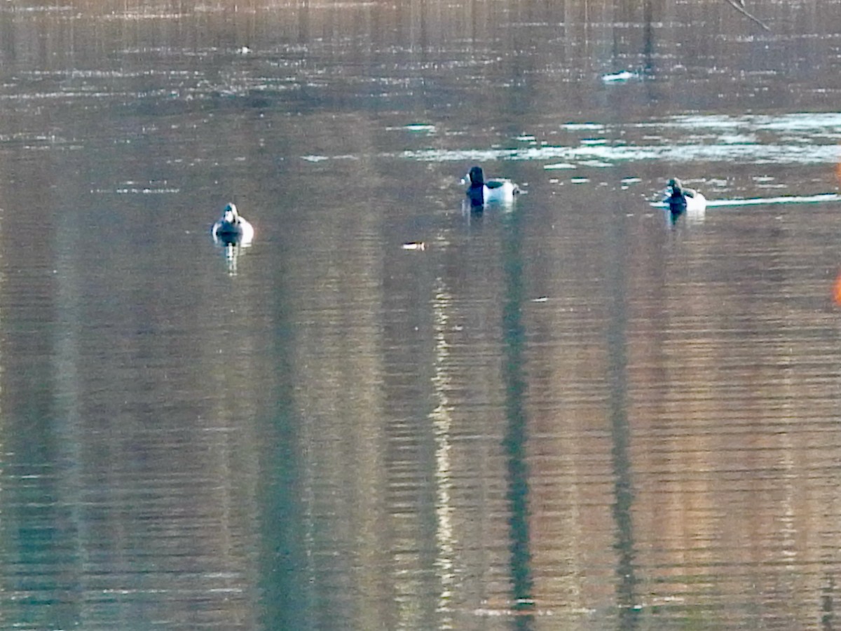 クビワキンクロ - ML646206774