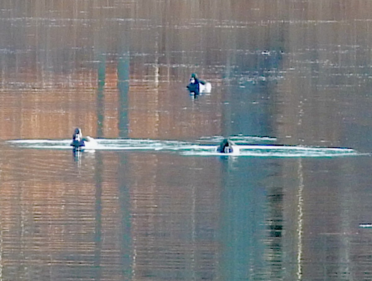 クビワキンクロ - ML646206775