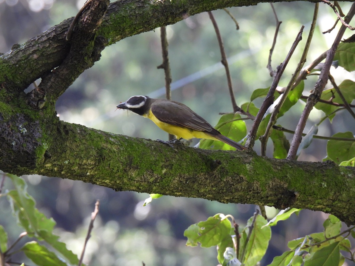 オオハシタイランチョウ - ML646206776