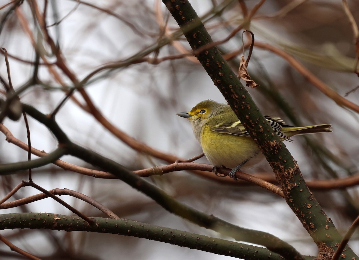 White-eyed Vireo - ML646206780