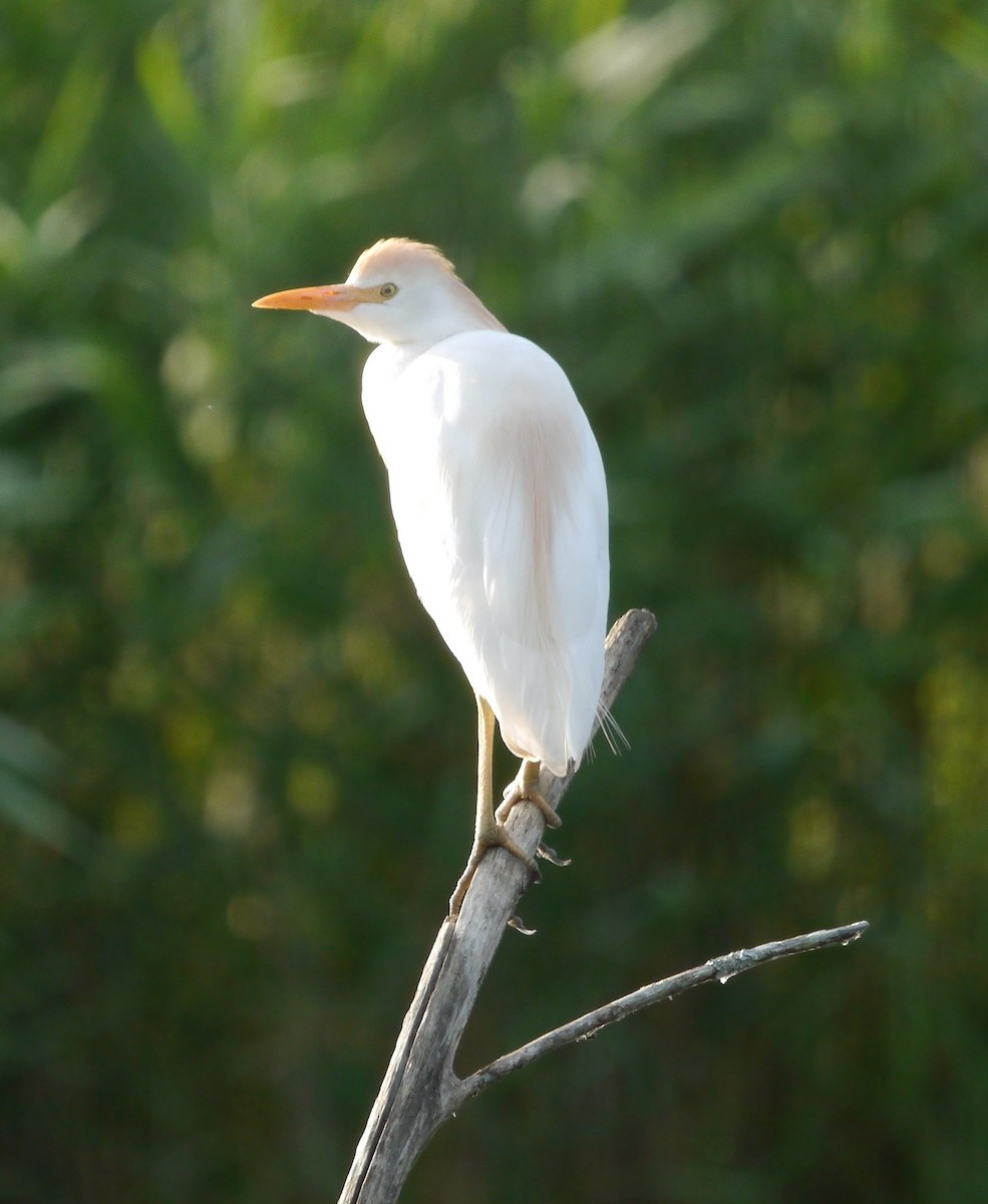 ニシアマサギ - ML646206781