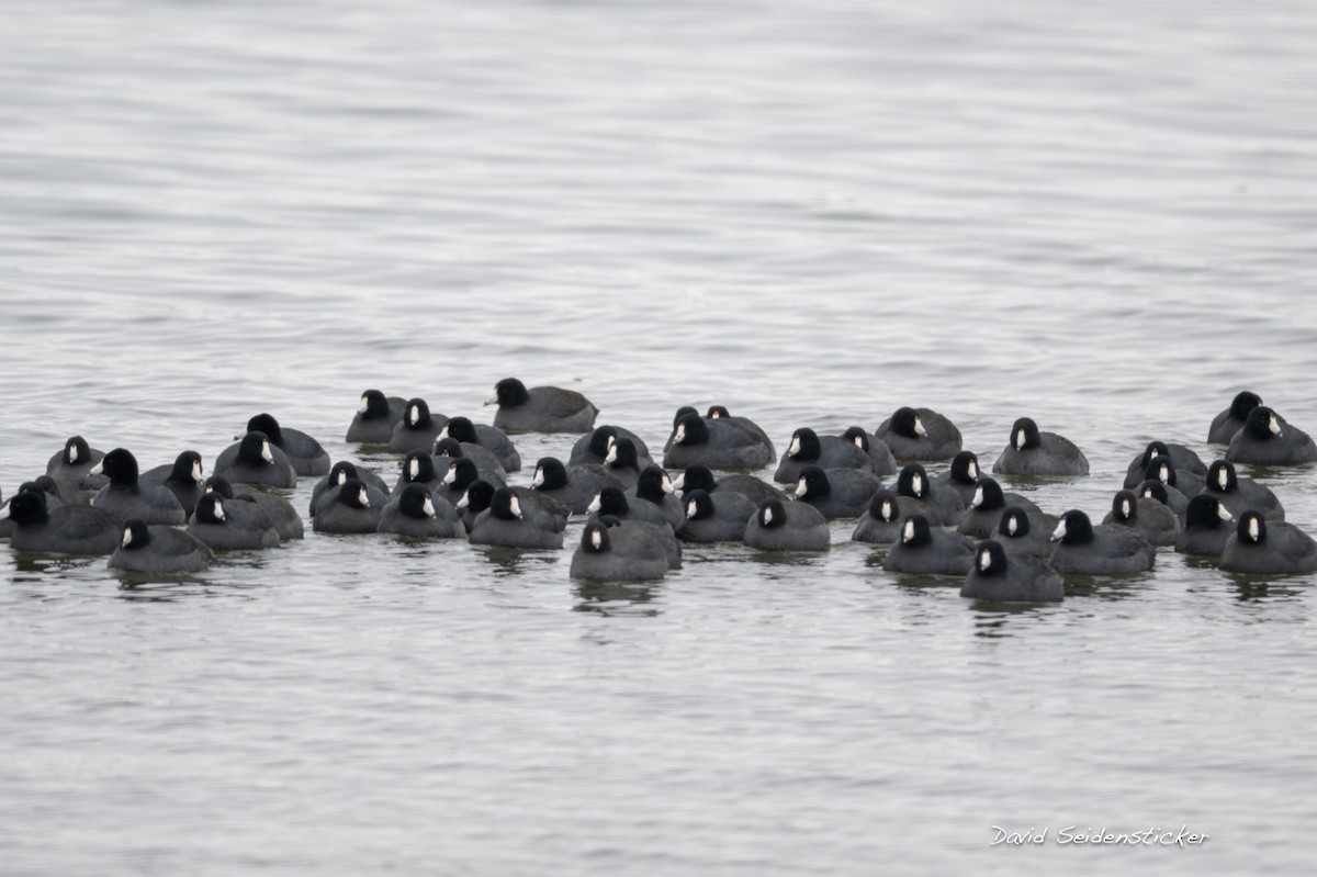 アメリカオオバン - ML646206782