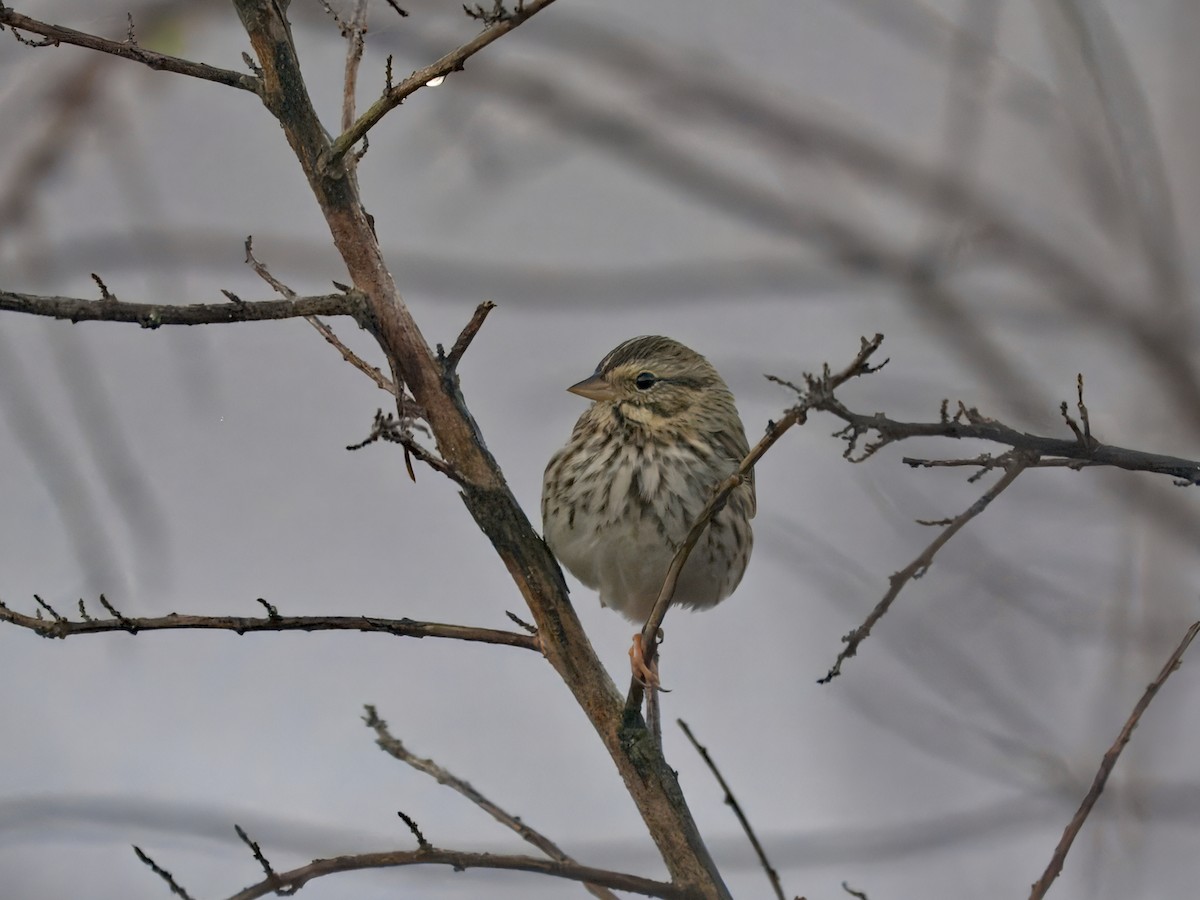 サバンナシトド - ML646206786