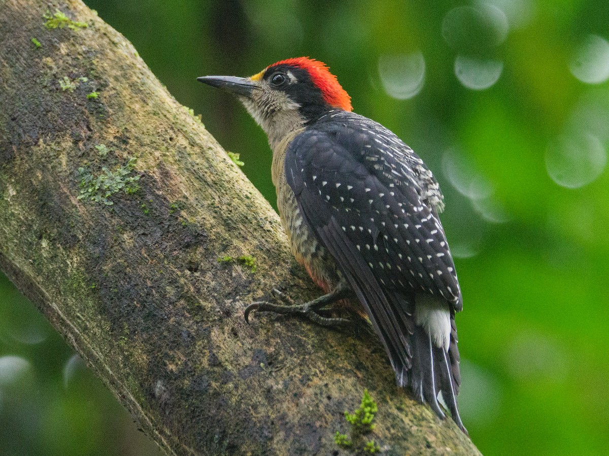 ホオグロミヤビゲラ - ML646206787