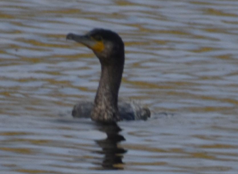 カワウ - ML646206788