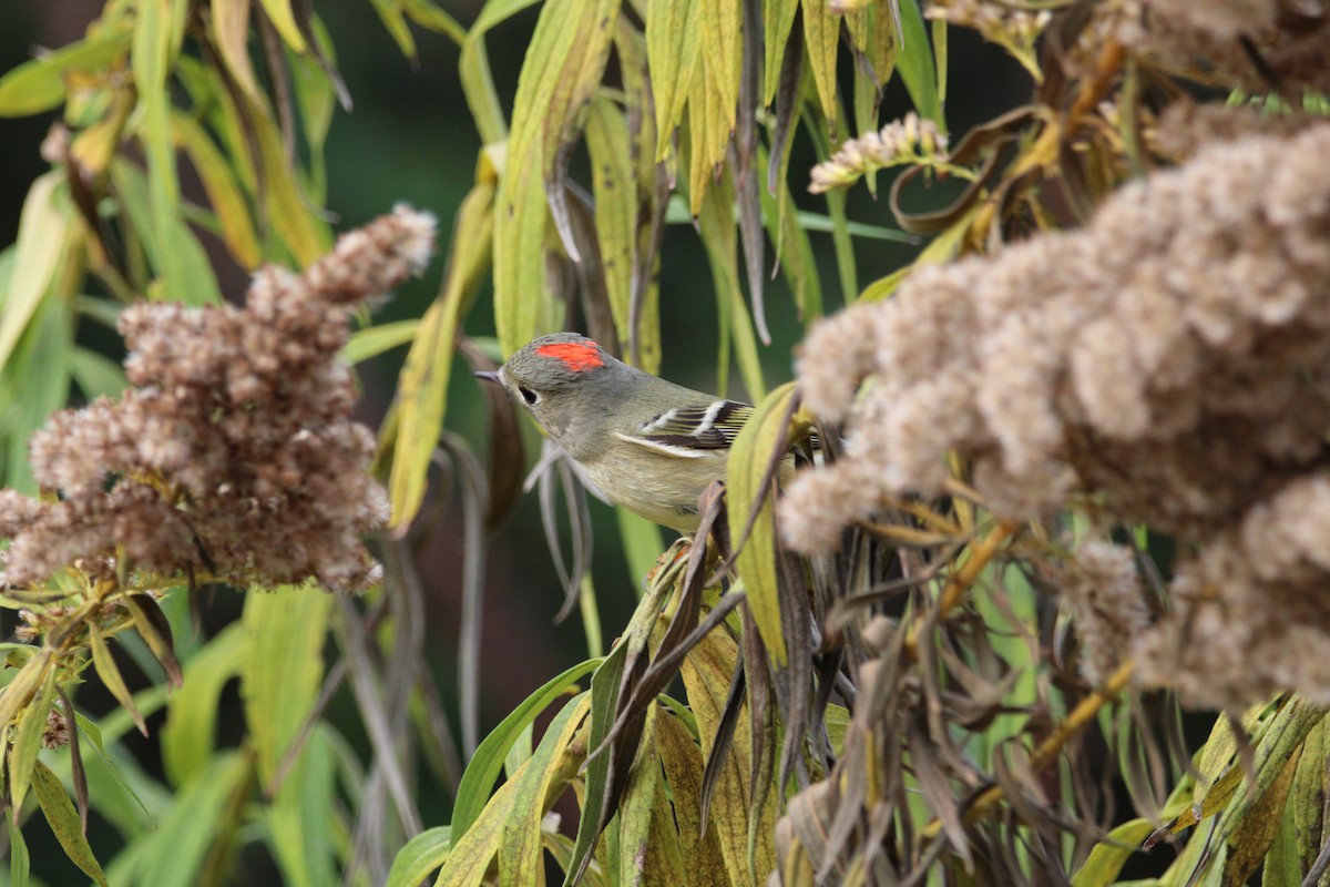 ルビーキクイタダキ - ML646206789