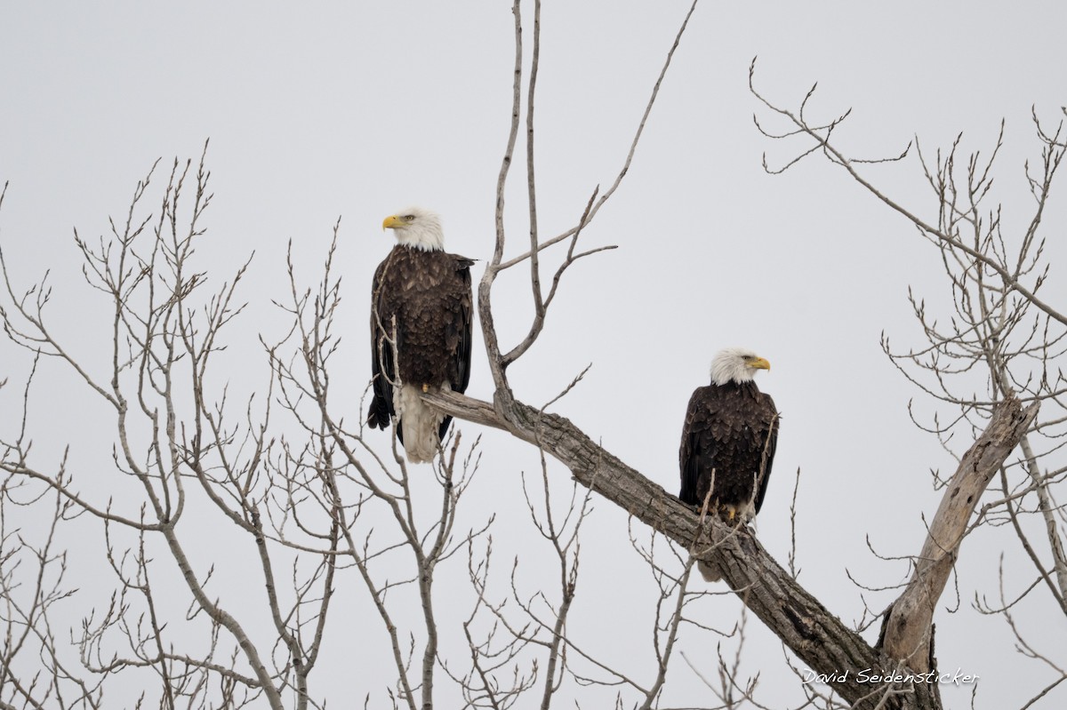 ハクトウワシ - ML646206790