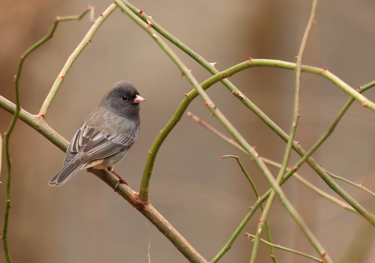 Dark-eyed Junco (Slate-colored) - ML646206791