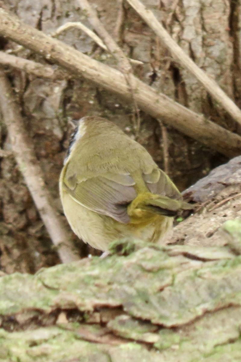 カオグロアメリカムシクイ - ML646206792