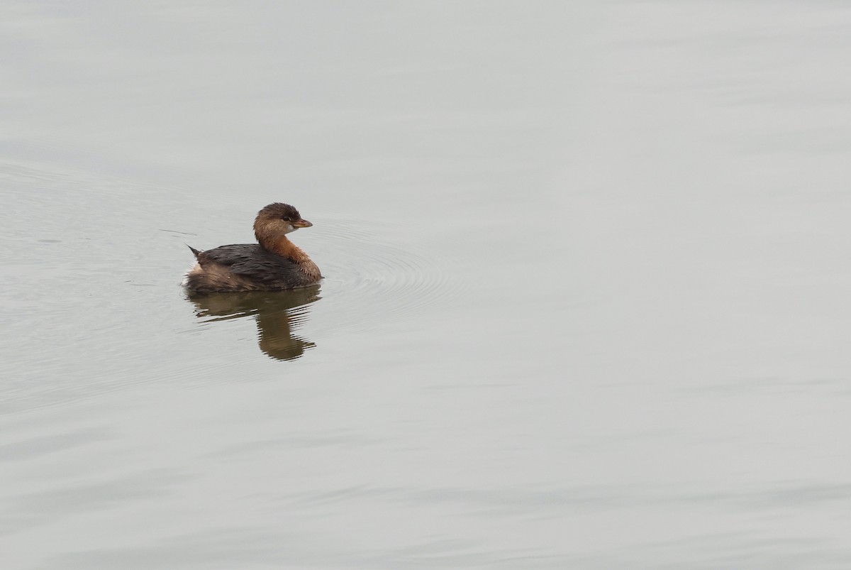 Pied-billed Grebe - ML646206797