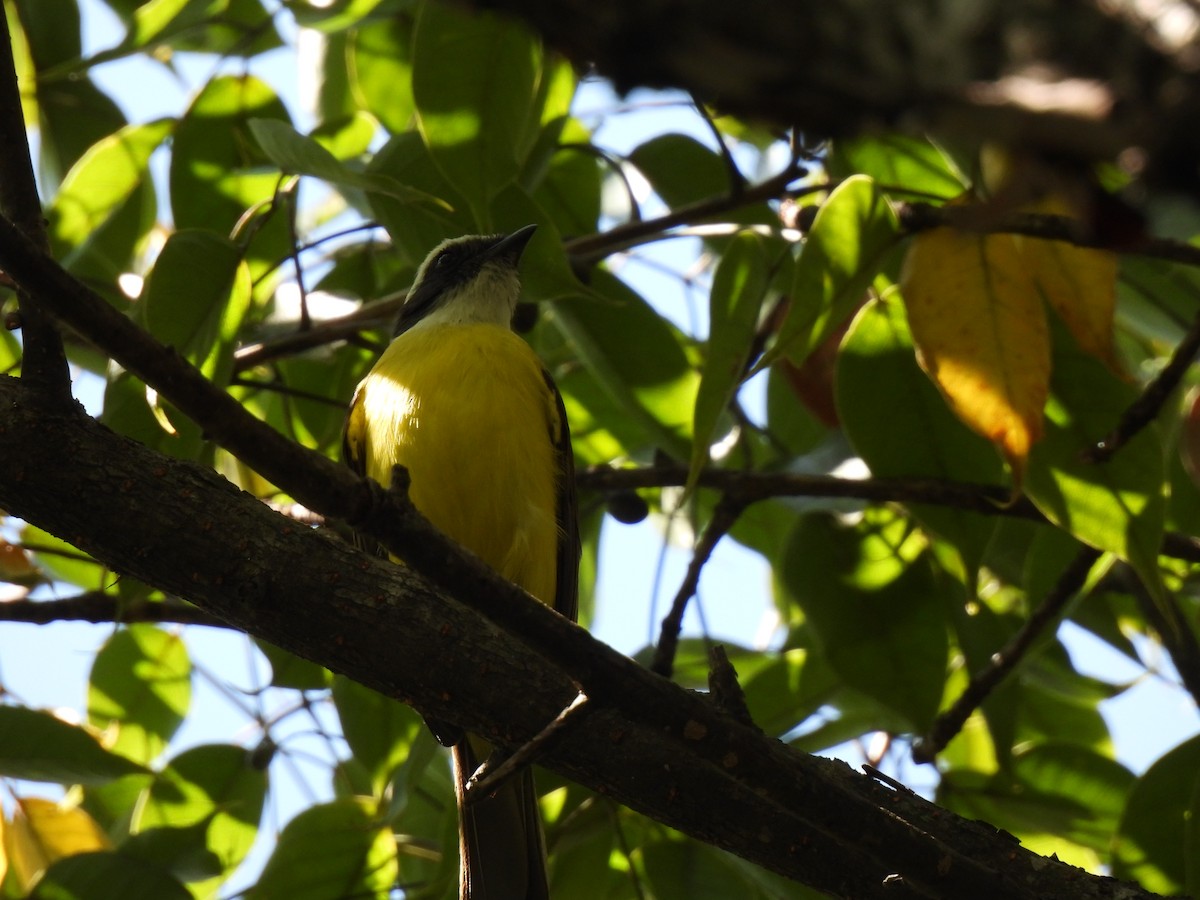 Tyran sociable - ML646206799