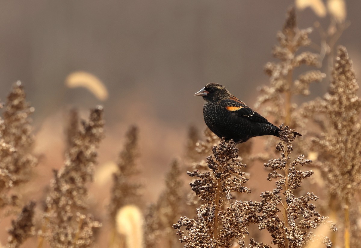 Red-winged Blackbird - ML646206816
